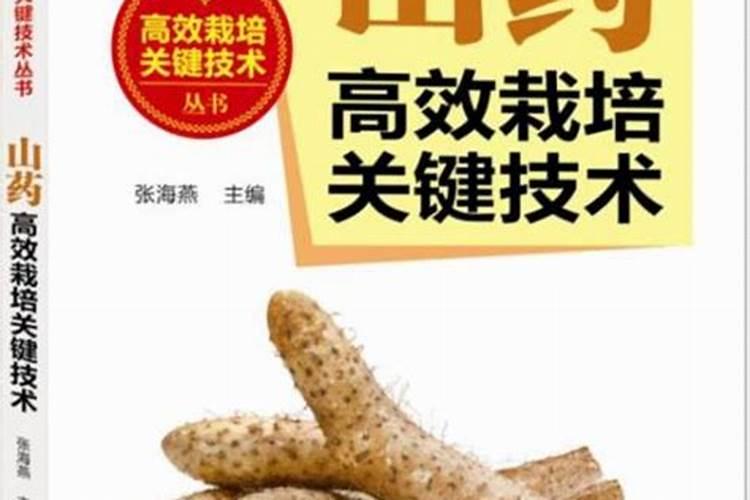 山药高效栽培：掌握关键种植要点与精细田间管理