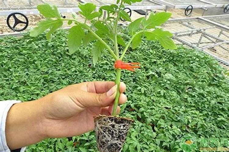 战胜隐形敌人：西红柿定植时如何有效治理根结线虫？