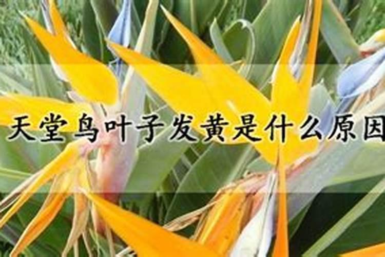 天堂鸟叶子发黄是什么原因？