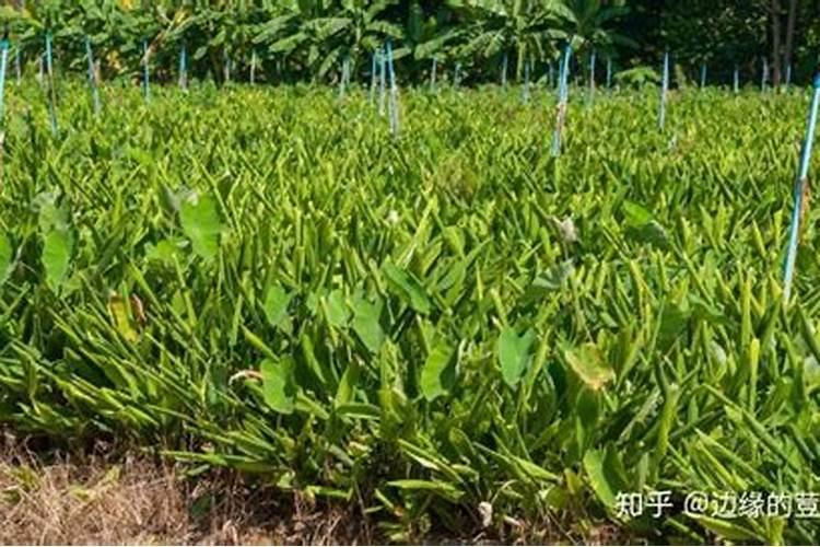 战胜生姜钻心虫病：全面防治策略解析