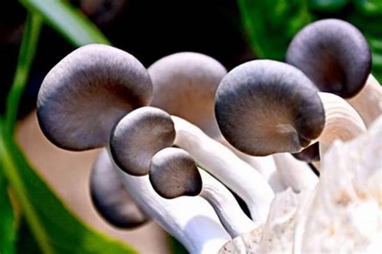 如何解决平菇不出菇这种现象？