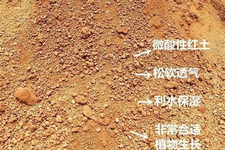 黄泥巴适合种什么黄泥土适合种植什么？
