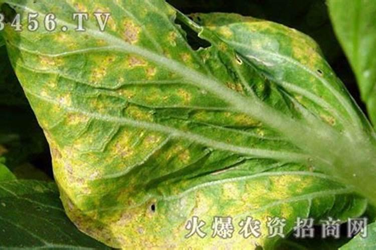 揭秘自然界的隐形杀手：科学防治白菜霜霉病的策略
