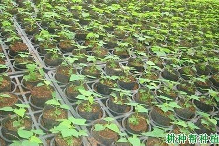 木瓜育苗技术：掌握关键步骤，培育健康苗木