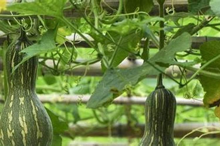 南瓜高产种植全攻略：掌握关键步骤，收获满满硕果