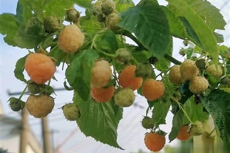 掌握关键步骤，轻松种植健康树莓
