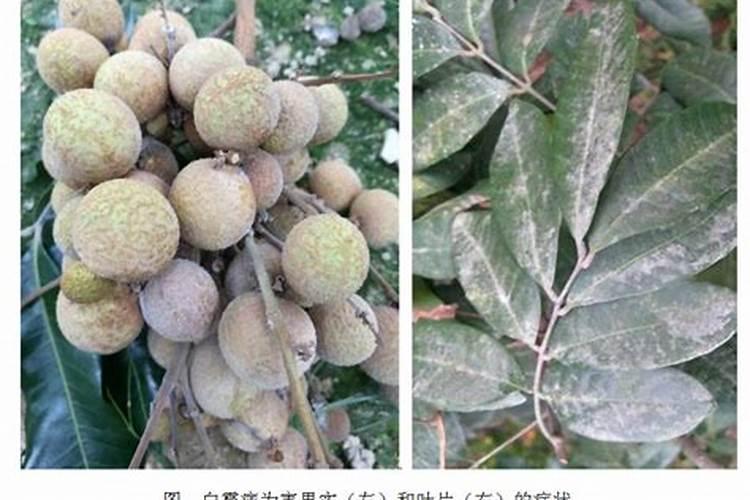 龙眼常见的病虫害防治