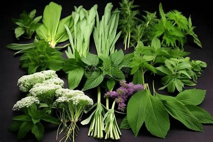 绿色宝藏：中草药种植与养护的艺术