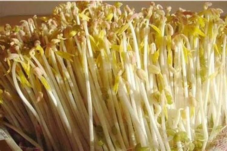 绿豆芽生产过程中怎么会出现熟条烧根的现象