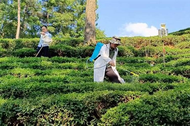 茶园病虫害防治五法