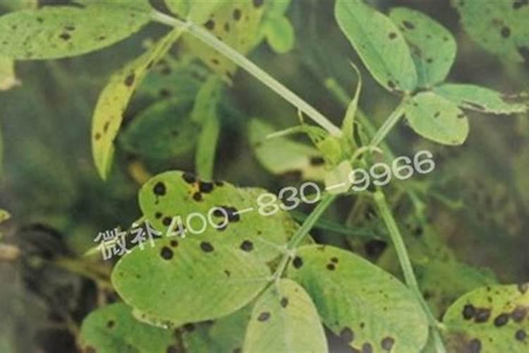 花生叶斑病和缺钾要区别防治？