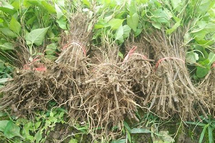 何首乌种植需要注意哪些问题？