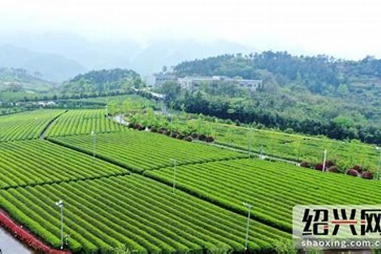 倒春寒天气造成茶园冻害的防御方式？
