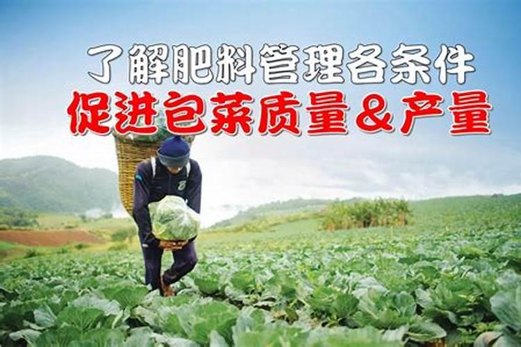 尿素追肥的高效秘籍：提升作物产量与品质的技巧