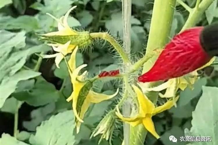 西红柿空洞果的主要原因