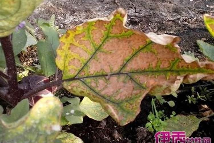 茄子叶子发黄、枯死，什么原因？