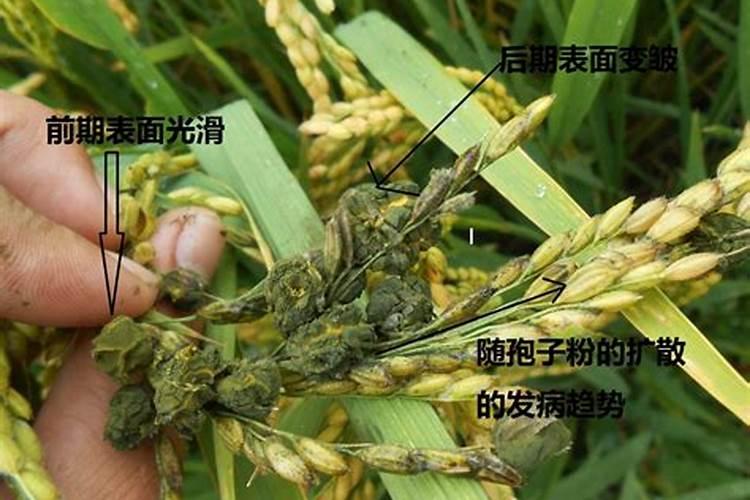 水稻的真菌性病害有哪些？