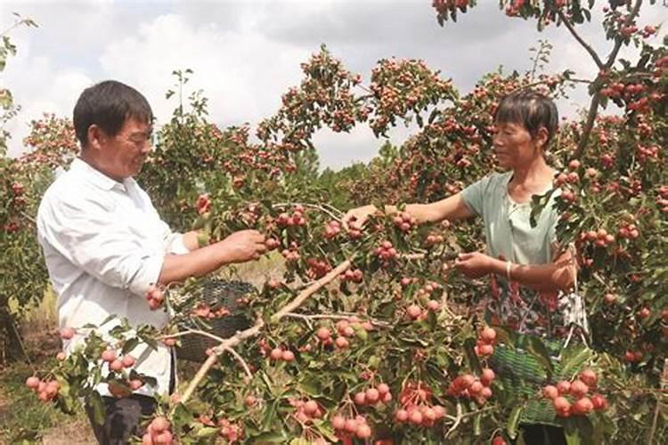 山楂园的丰产秘籍：合理施肥技术全解析