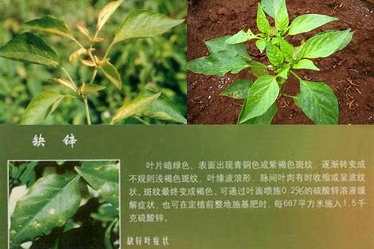 辣椒缺锌有什么样的症状？