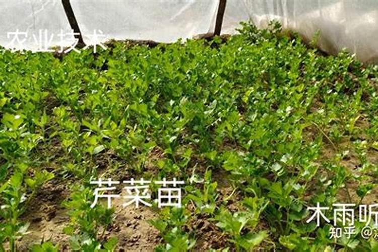 西芹菜生长慢长不大，是什么原因？
