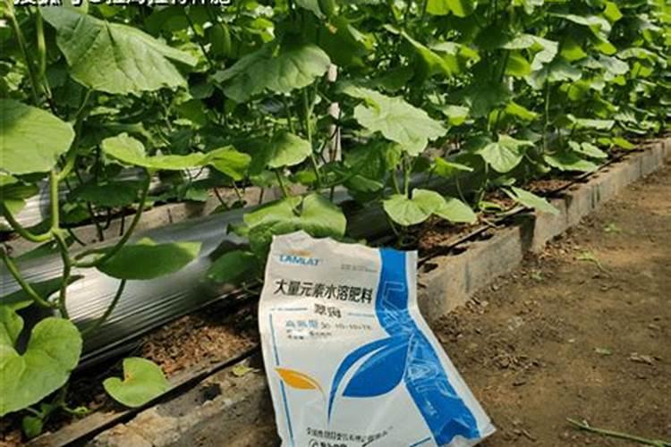 琼海板栗树大量元素水溶肥料怎么使用的2025？title1=大量元素水溶肥料怎么使用的
