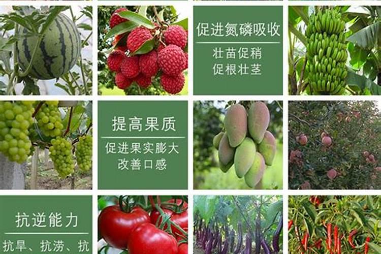 海藻肥料厂家直销电话号码