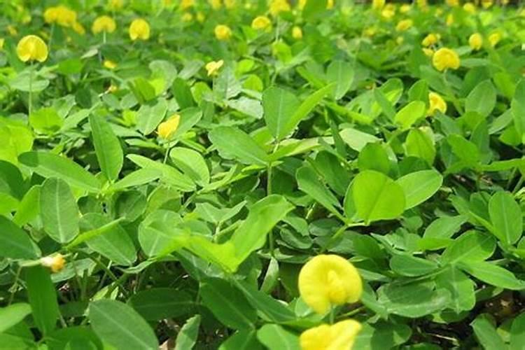 24</p><p>不可用，24</p><p><h3 ext>二、花生开花期要施什么肥