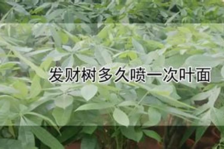 发财树多久喷一次叶面？
