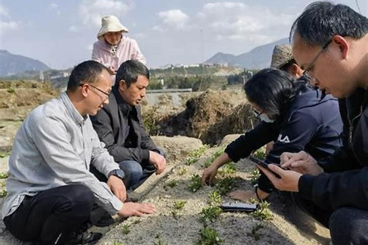 太子参生物肥料生产厂家排名高州2025