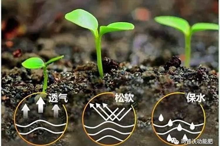 生物菌肥的使用方法和注意事项,你知道多少