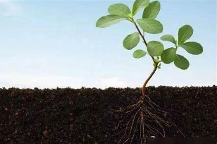 土壤对植物的生长有哪些作用