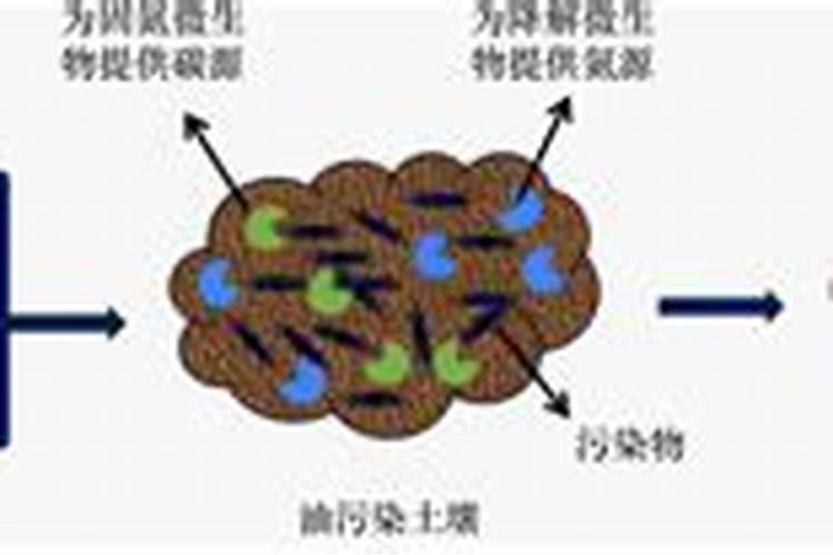 微生物菌剂石油修复紫罗兰