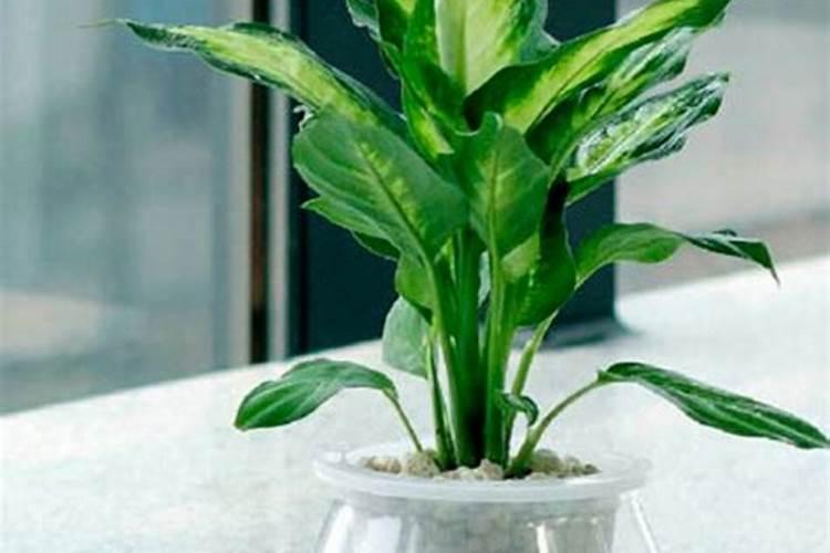 水养植物用什么肥料简单又适用
