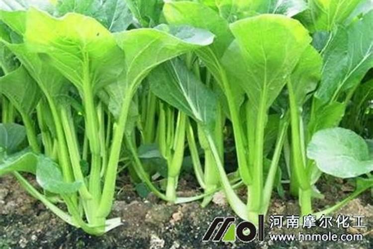 南充水溶肥多久用一次？