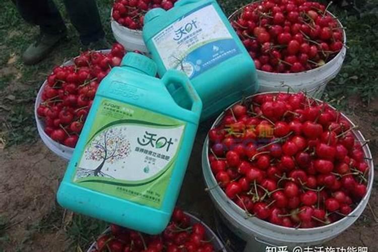 樱桃树颗粒水溶肥怎么使用效果最好海口？