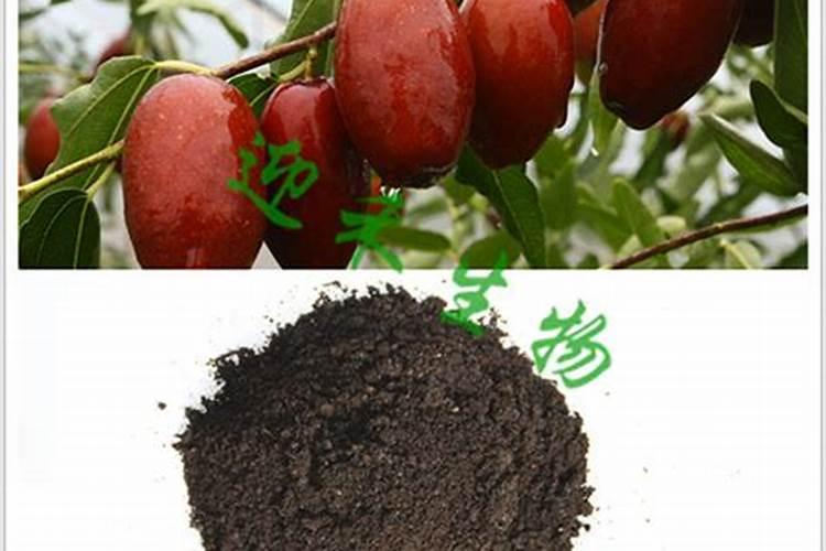 大枣有机化肥最新价格