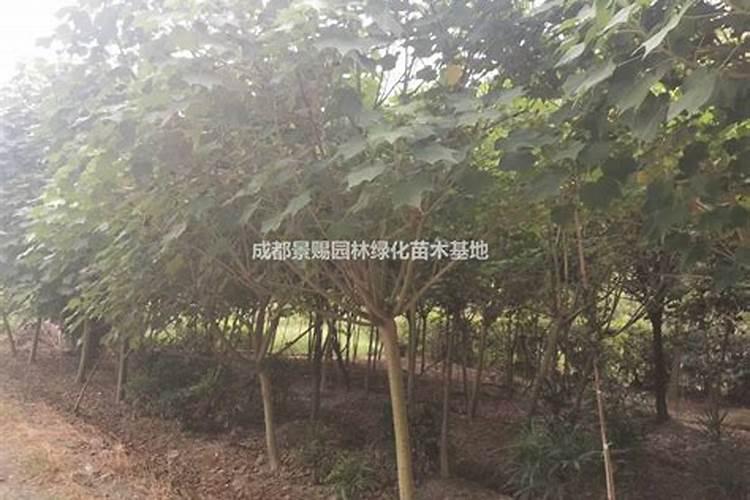 四川成都哪里有农药批发基地？