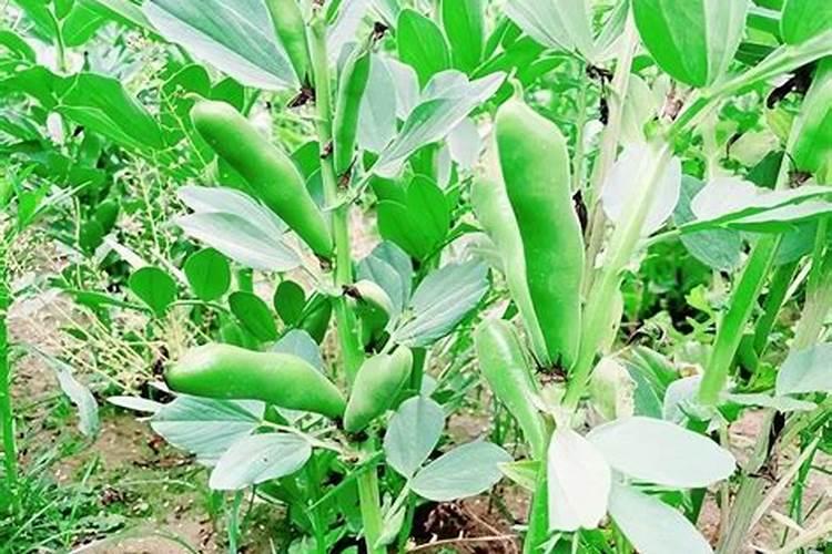 蚕豆种植技术,什么时候种合适