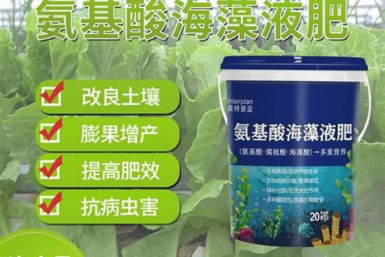 海藻液肥能在玉米上使用吗？