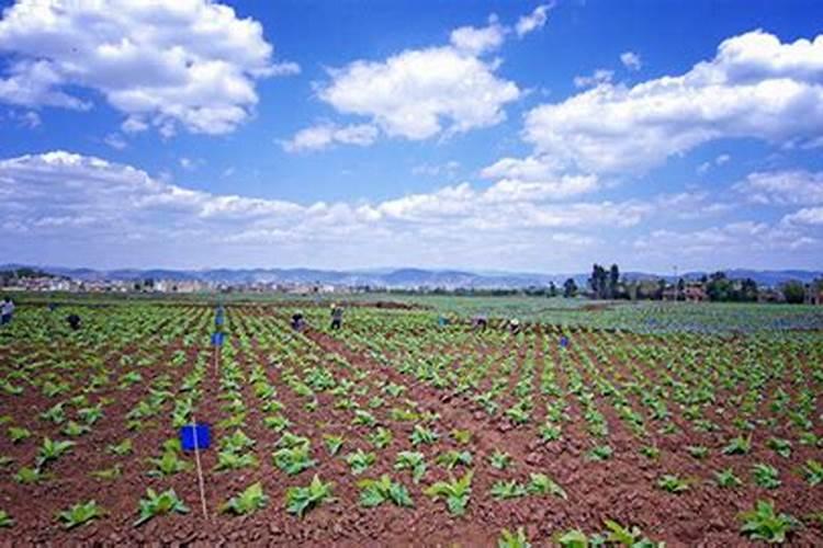 2025水溶肥的正确使用方法果树资兴？
