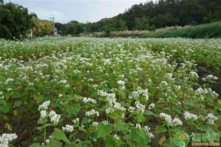 湖北钟祥种植荞麦的时间