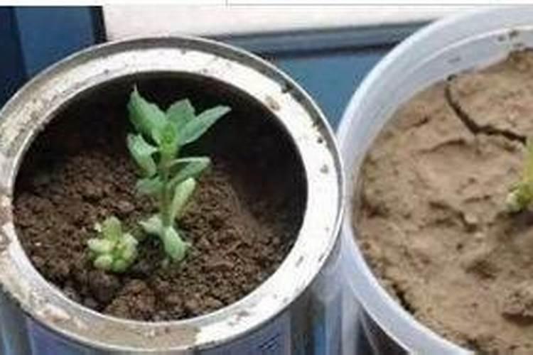 怎么能保持花盆里的土不结块？