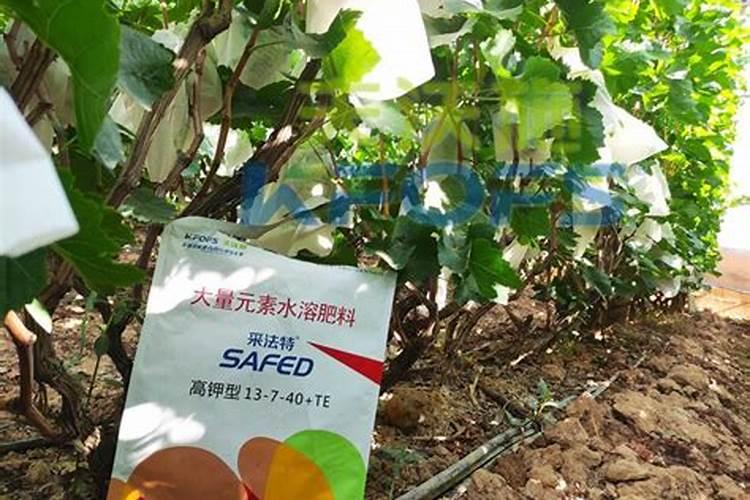 攀枝花水溶肥效果好十大排名？