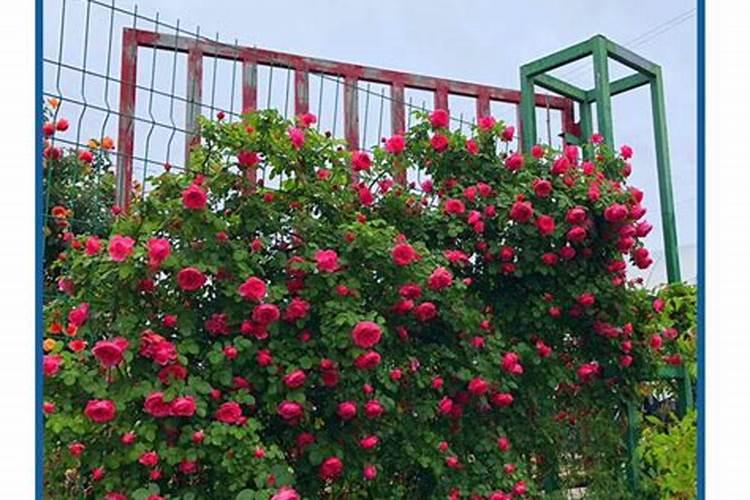 月季花的施肥方法