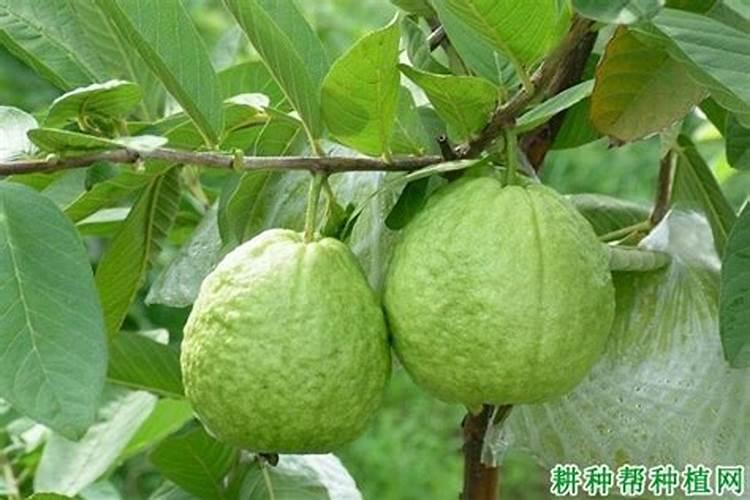 番石榴氨基酸叶面肥什么时候喷好些？