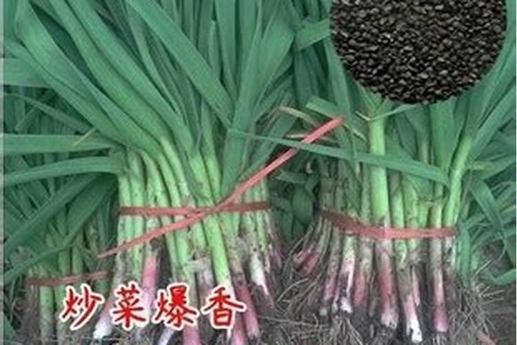2025蒜苗复合肥厂家直销官方旗舰店
