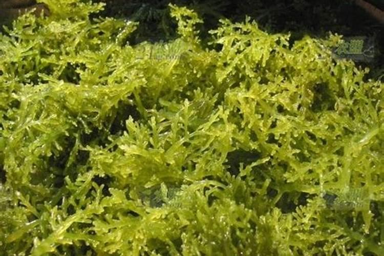 海藻肥的功效与作用植物有哪些？