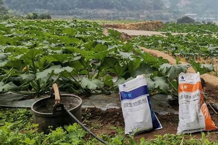水溶肥效果怎么样？