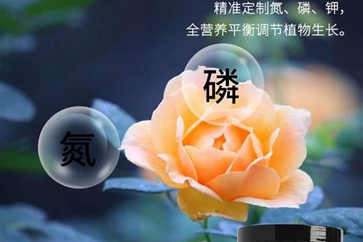 月季化肥生产厂家加盟费多少钱？