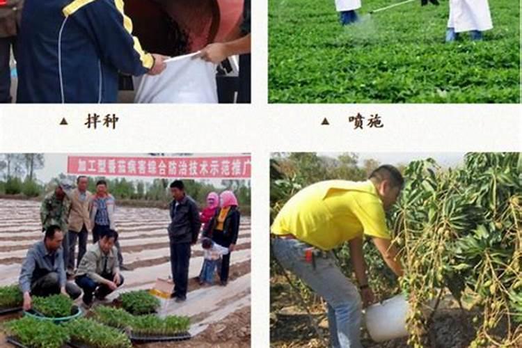 牛蒡生物菌肥生产技术